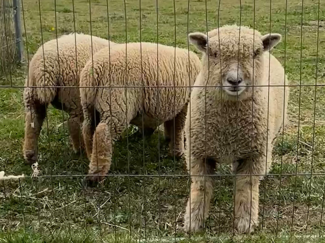 Melbourne Animal Farm-Melbourne必去景点