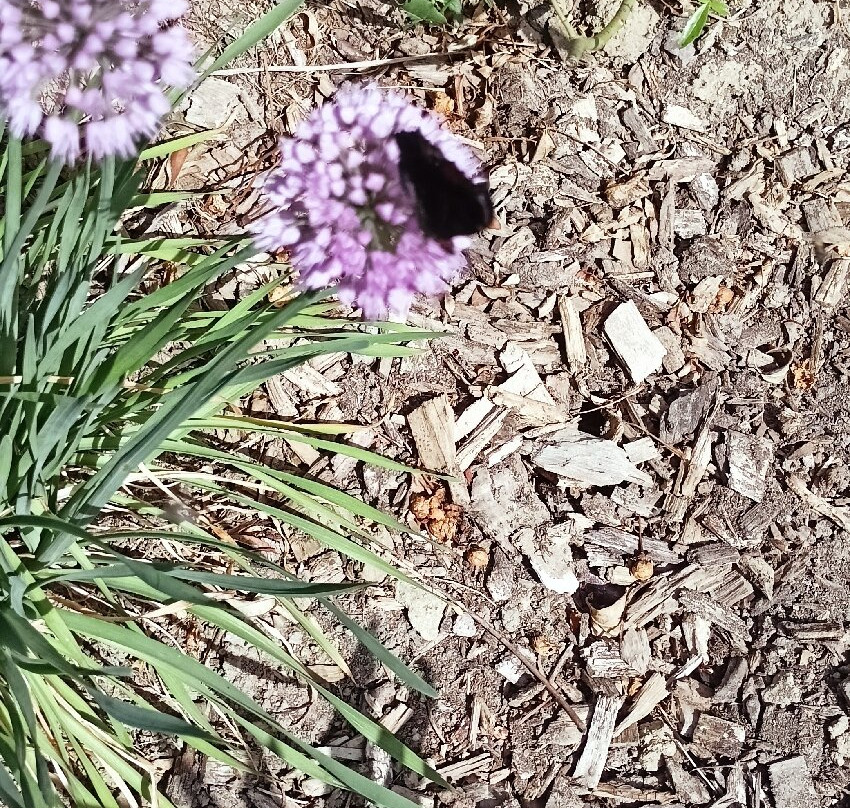 Le Jardin Des Osmanthes-La Bouillie必去景点