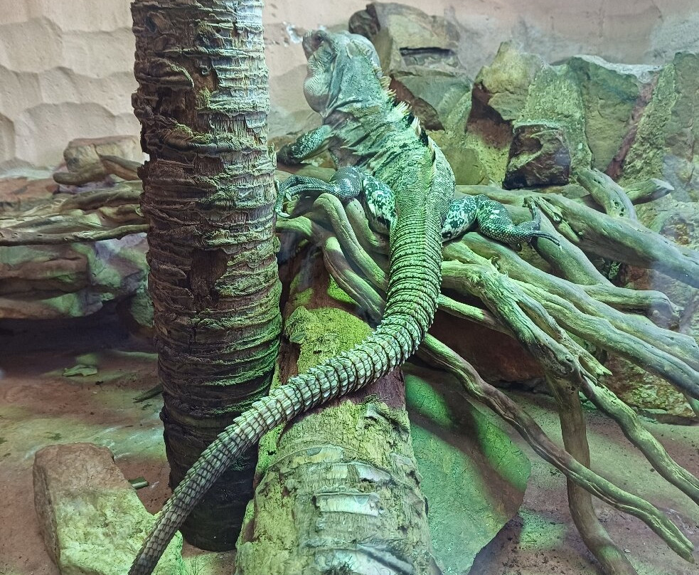 Alligator Bay-波伏娃必去景点