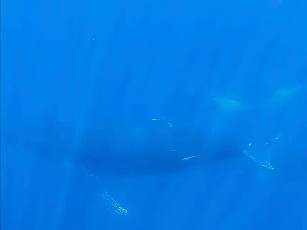 Ningaloo Marine Interactions-珊瑚湾必去景点