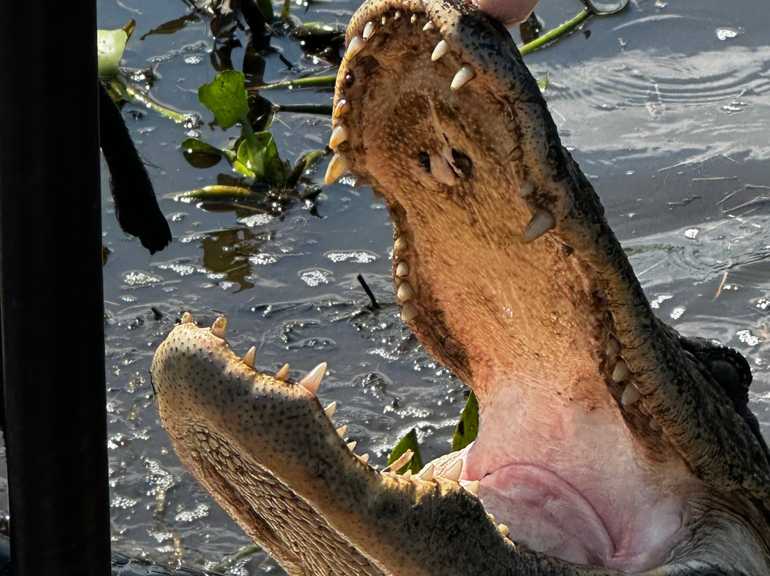 Airboat Tours-Des Allemands必去景点