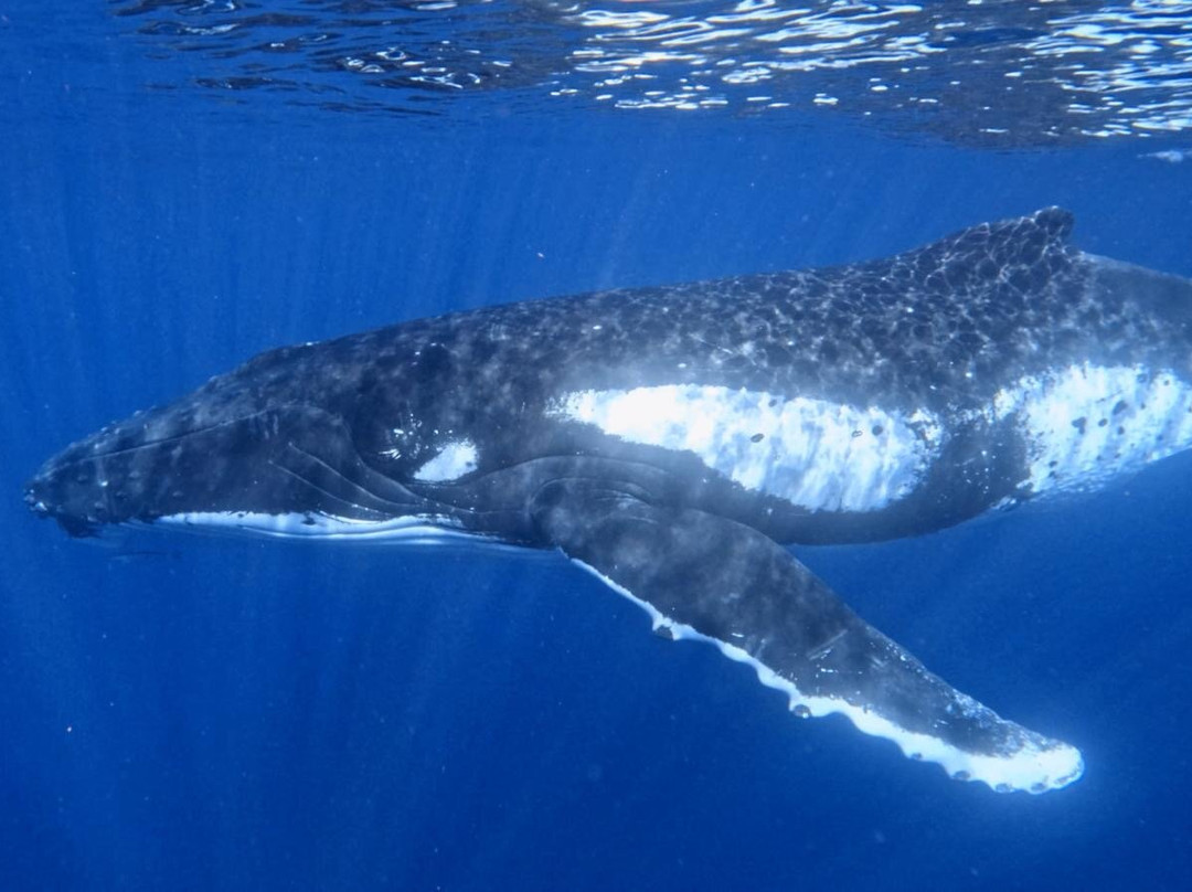 'ATAE : Safari Océan ~ Tahiti-普纳奥亚必去景点