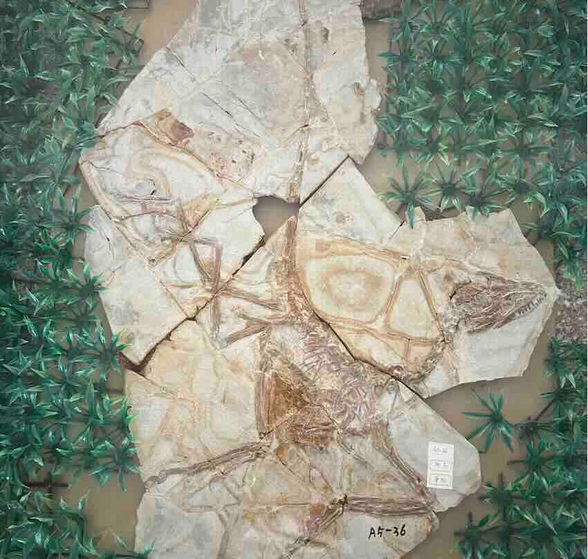 临沂天宇自然博物馆-平邑县必去景点