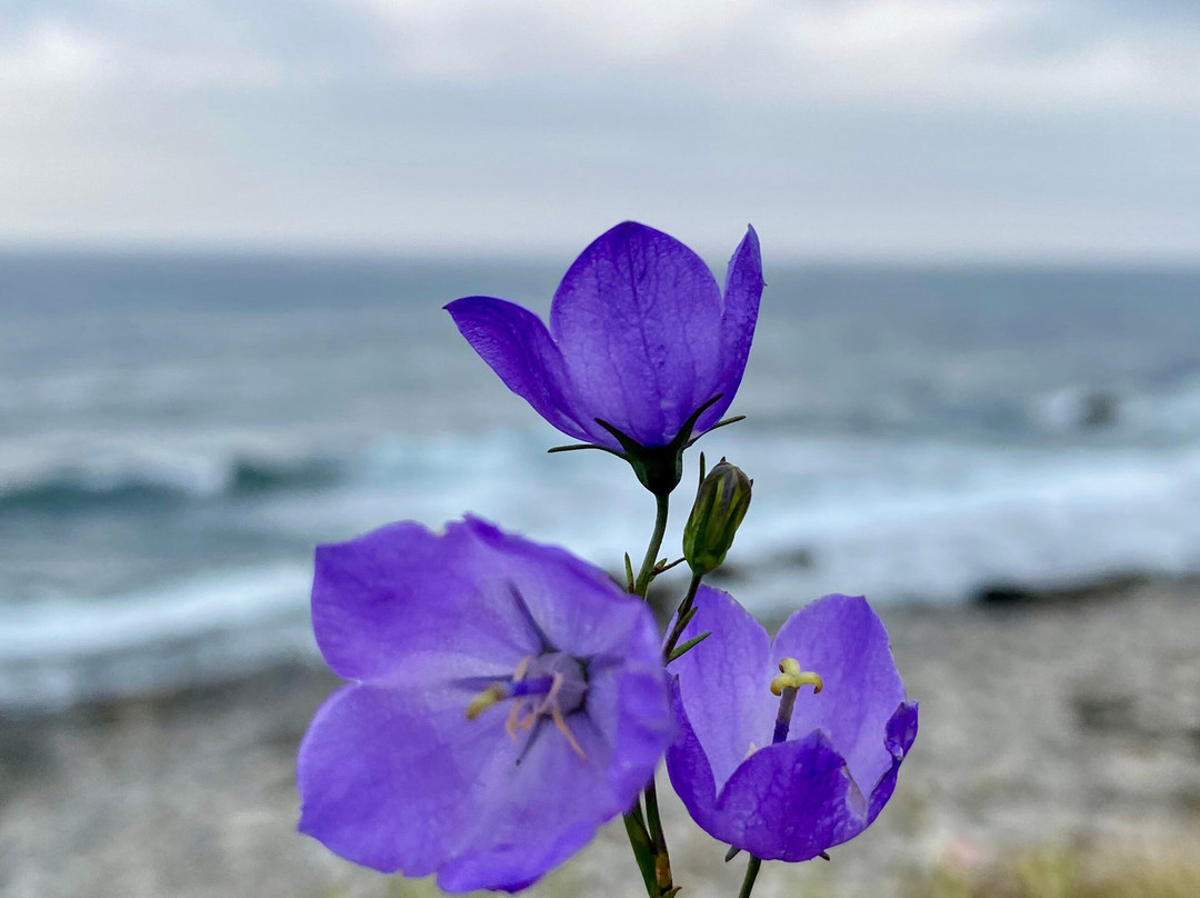 Cape Anguille Lighthouse Inn主图