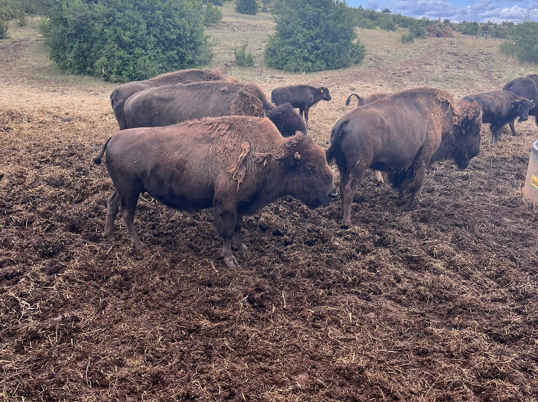 Randals Bison-Lanuejols必去景点