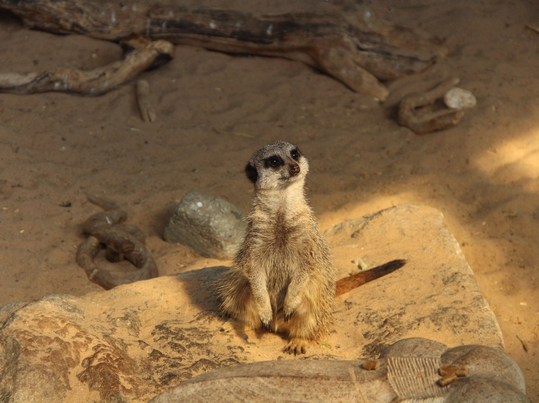 Vale Royal Falconry Centre-Northwich必去景点