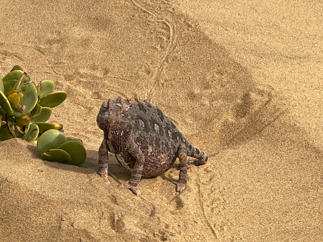 Living Desert Adventures Discover the Little 5-斯瓦科普蒙德必去景点
