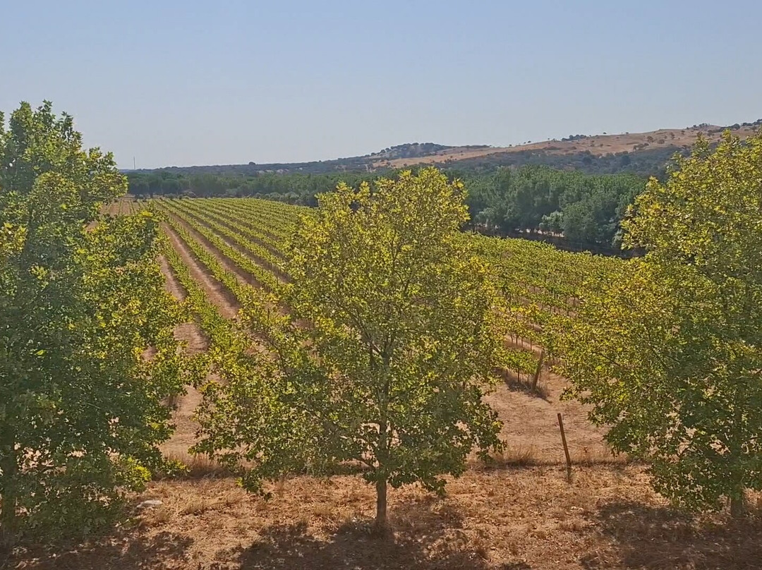 Herdade Canal Caveira-Grandola必去景点