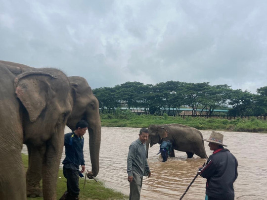 昌泰大象保护区-清迈必去景点