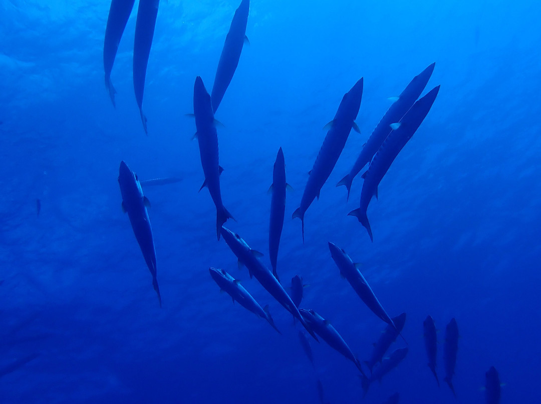 Rangiroa Diving Center-阿瓦托鲁必去景点