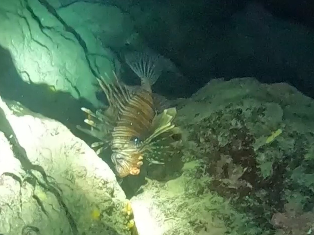 Blue Adventures Diving-干尼亚必去景点