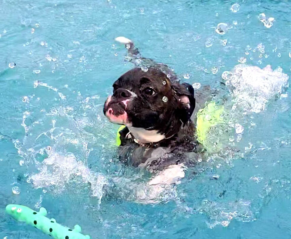 Swim Dog-纽奎必去景点
