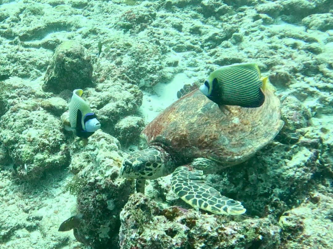 Euro-Divers LUX South Ari Atoll-南阿里环礁必去景点