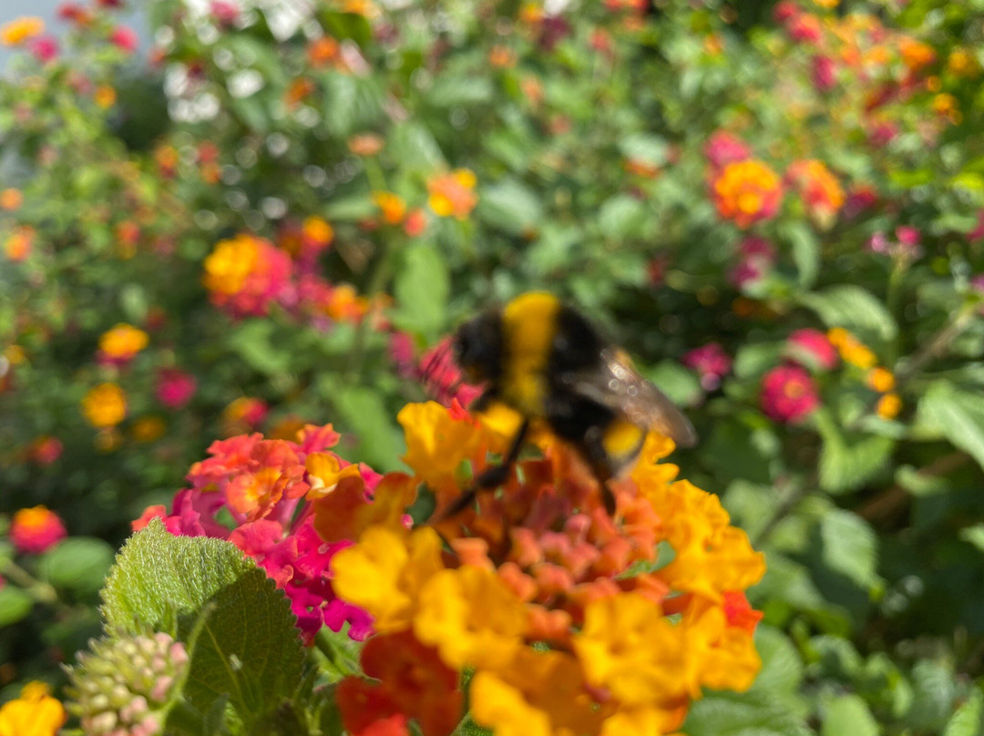 Alimento Corfu Beekeeping Tours-Kanoni必去景点