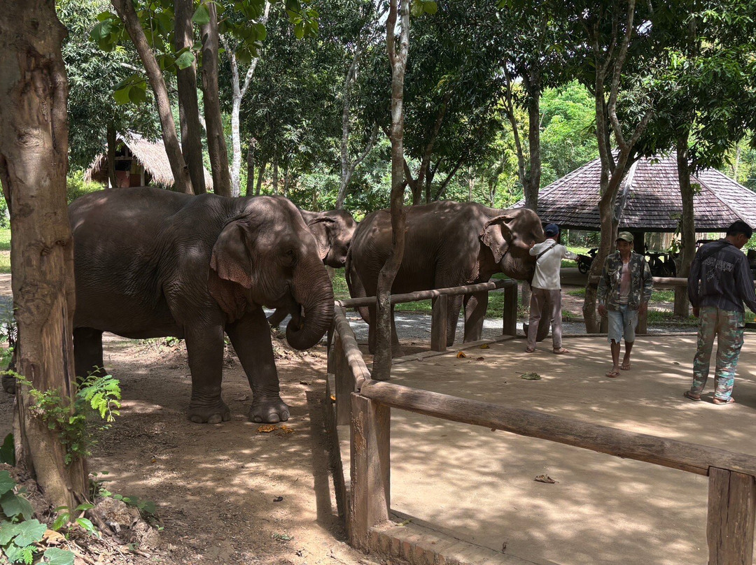 Manifa Elephant Camp-Sang Ha必去景点