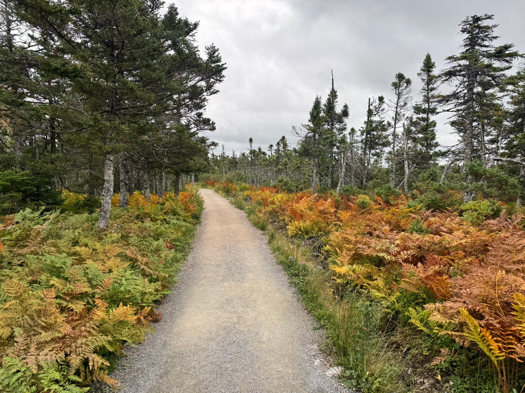 Skyline Trail-布雷顿角岛必去景点