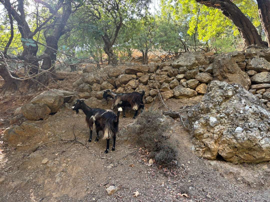 Rouvas Gorge (Agiou Nikolaou)-Zaros必去景点