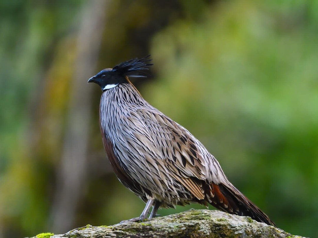 Himalaya Birding Guide