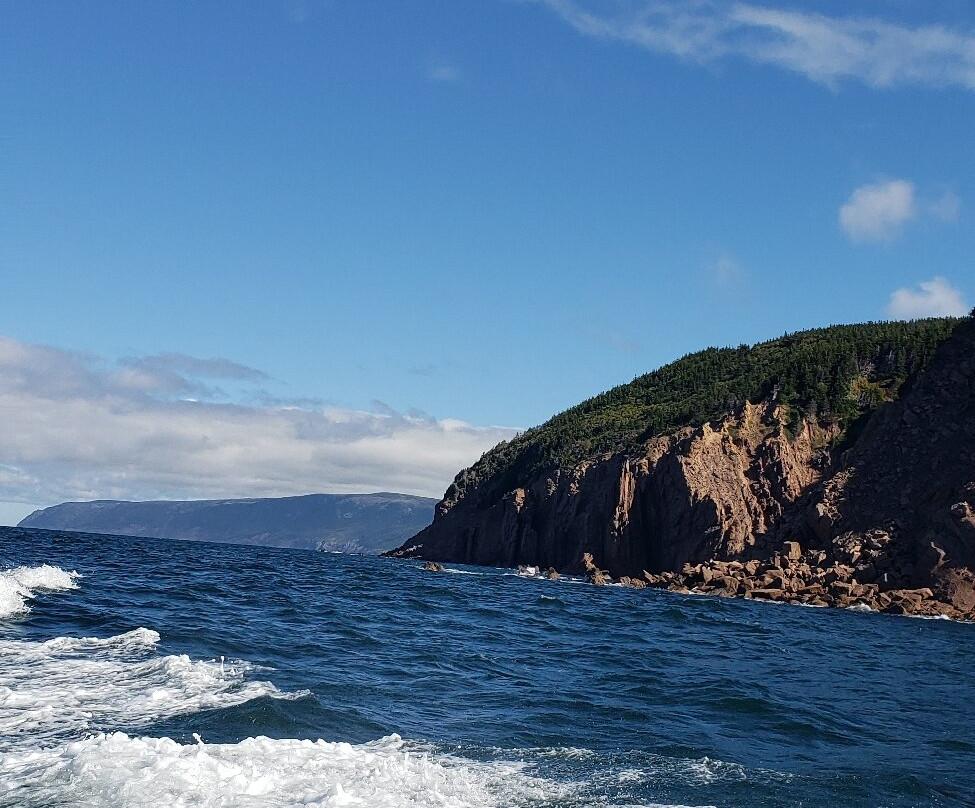 Capt. Mark's Whale and Seal Cruise-Pleasant Bay必去景点