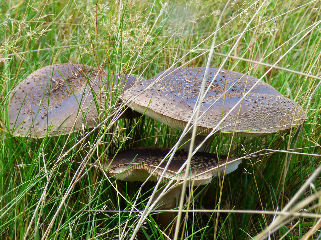 Hepple Wilds Estate-Rothbury必去景点