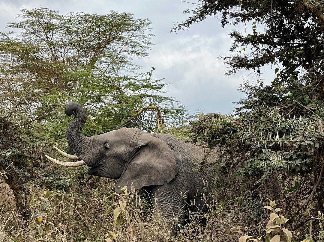 Wild Authentic Tanzania-阿鲁沙必去景点
