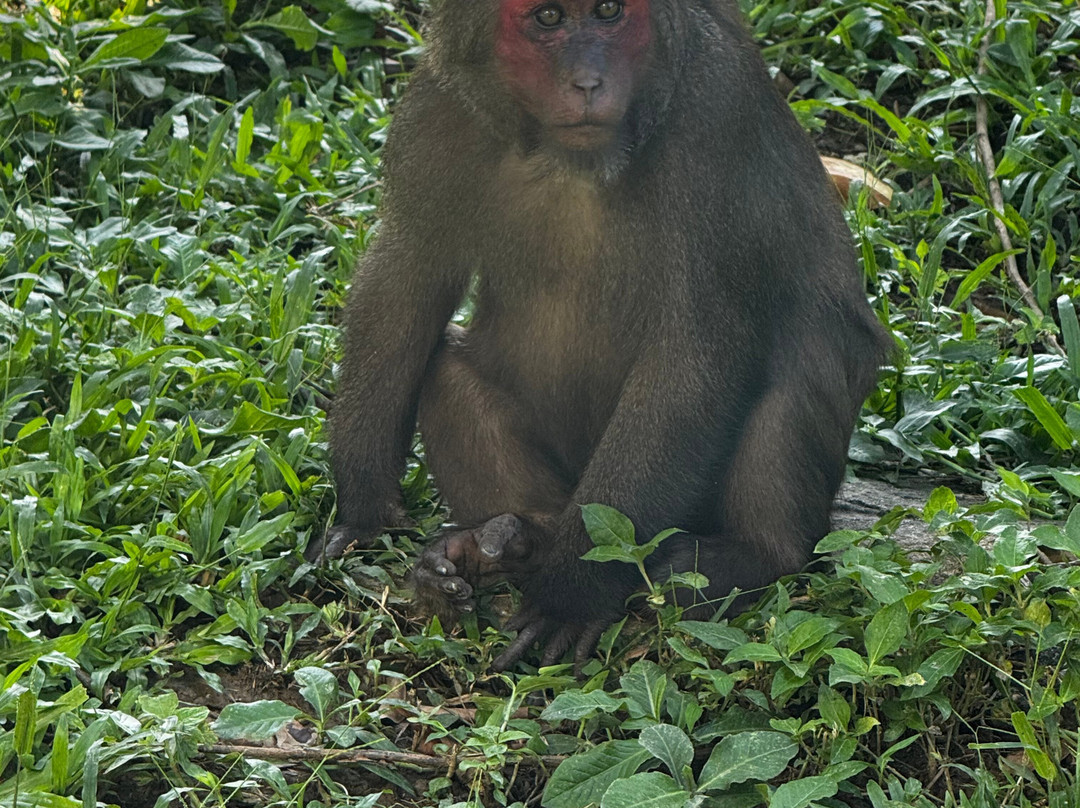 Free the Bears-琅勃拉邦必去景点