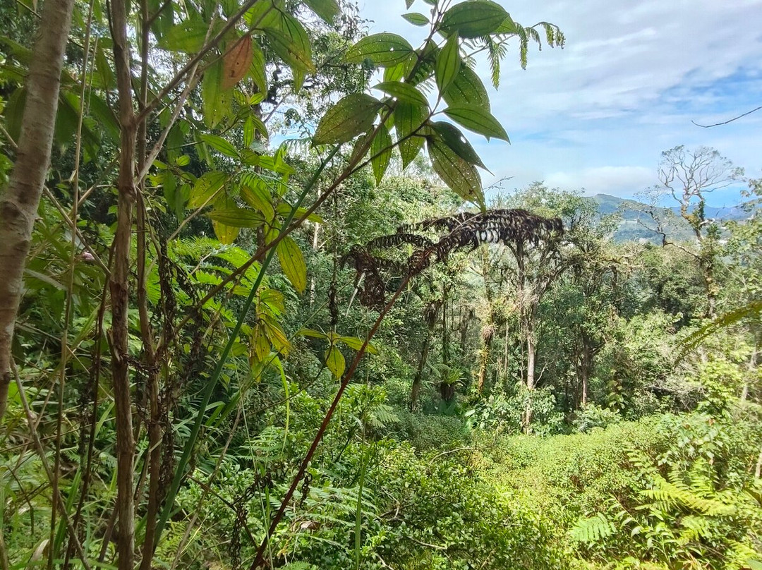 Gunung Berembun-日叻务村必去景点