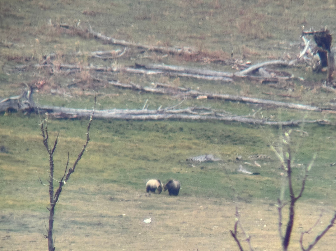 Lamar Valley Touring-加德纳必去景点