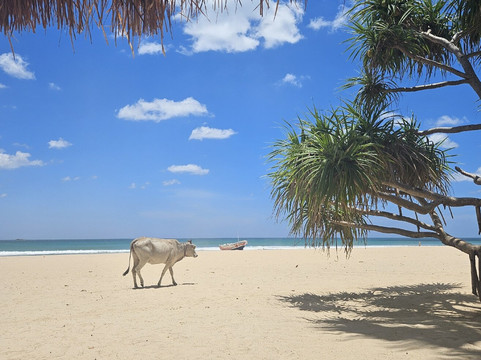 Great Holidays-尼甘布必去景点
