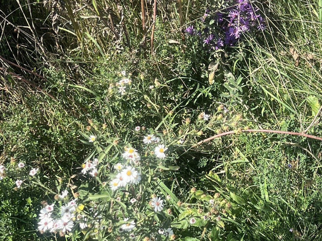 Van Patten Woods Forest Preserve