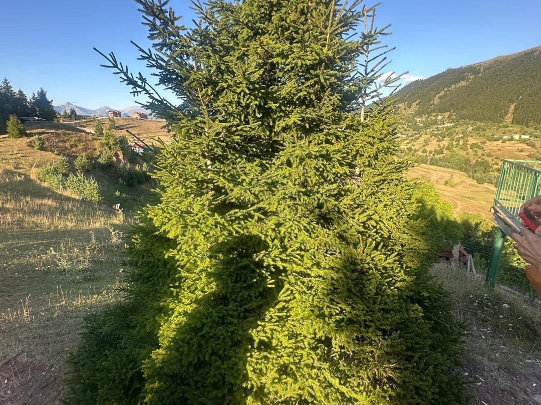 Yavuzköy orman parkı Seyir yeri-Savsat必去景点