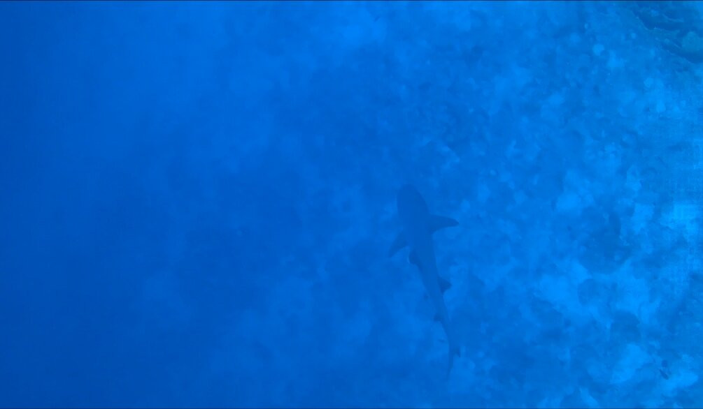 Millennium divers Sharm-沙姆沙伊赫必去景点