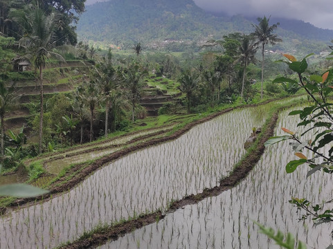 Guide Francophone Bali (Agus Bayu Putra)-吉安雅必去景点