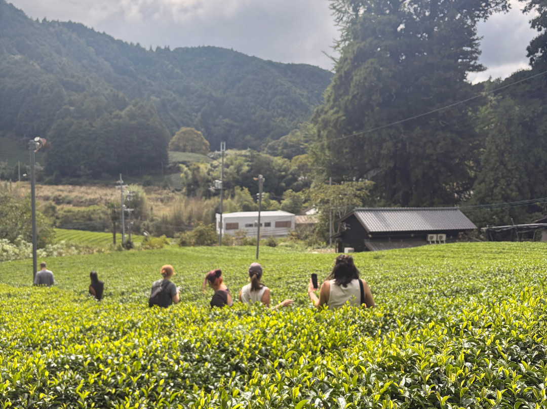 d:Matcha-和束町必去景点