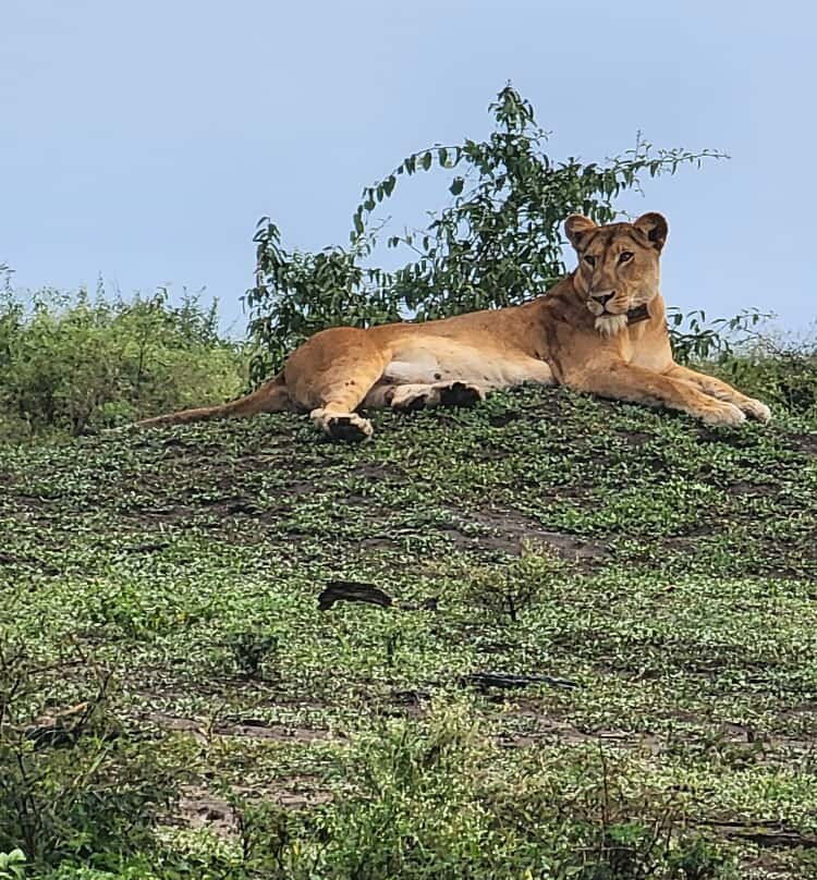 Nkuringo Safaris-布恩迪难以穿越的国家公园必去景点