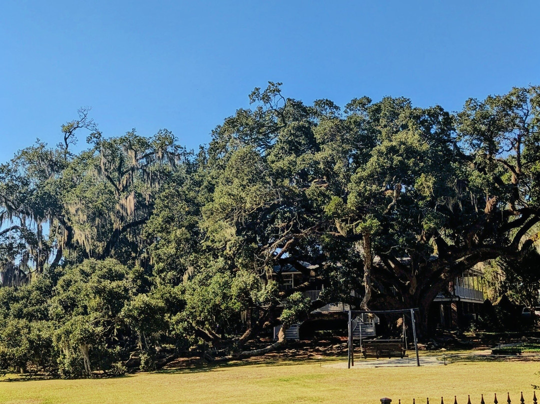 Seven Sisters Live Oak-Mandeville必去景点