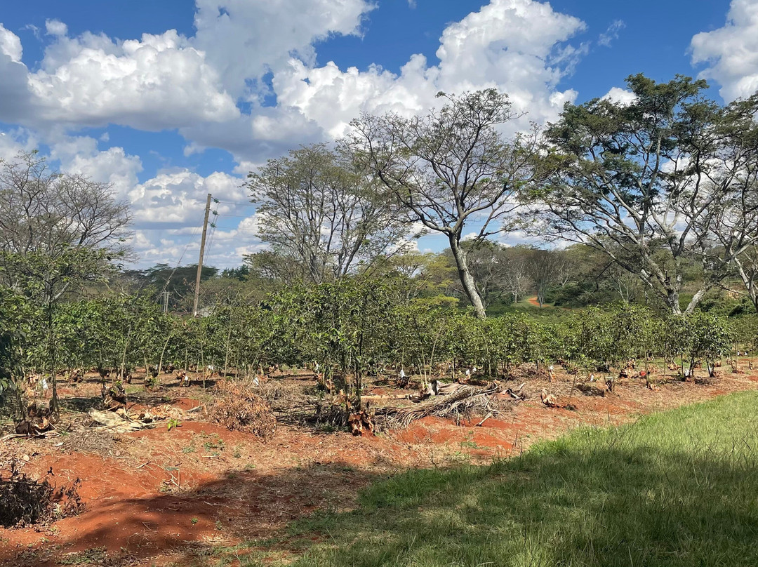 Fairview Coffee Estate-内罗毕必去景点