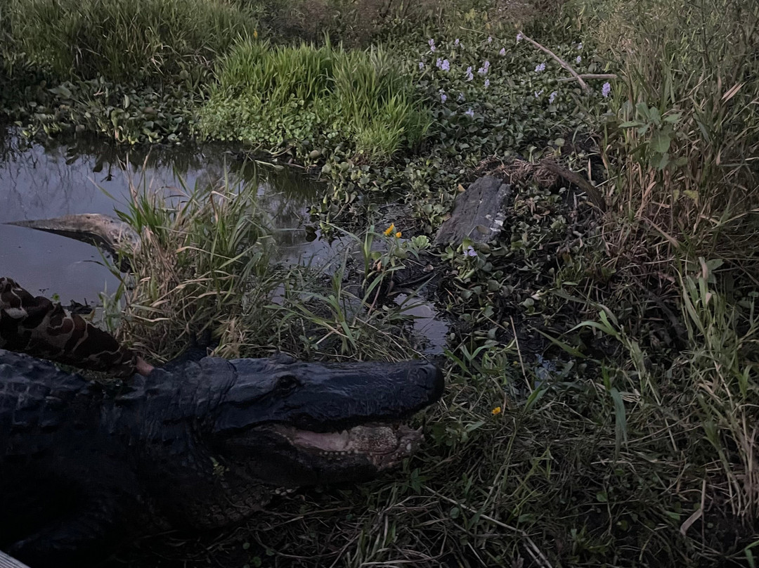 Airboat Tours-Des Allemands必去景点