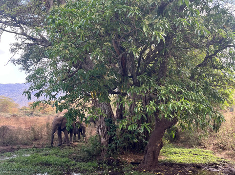 Maisha Adventures-阿鲁沙必去景点