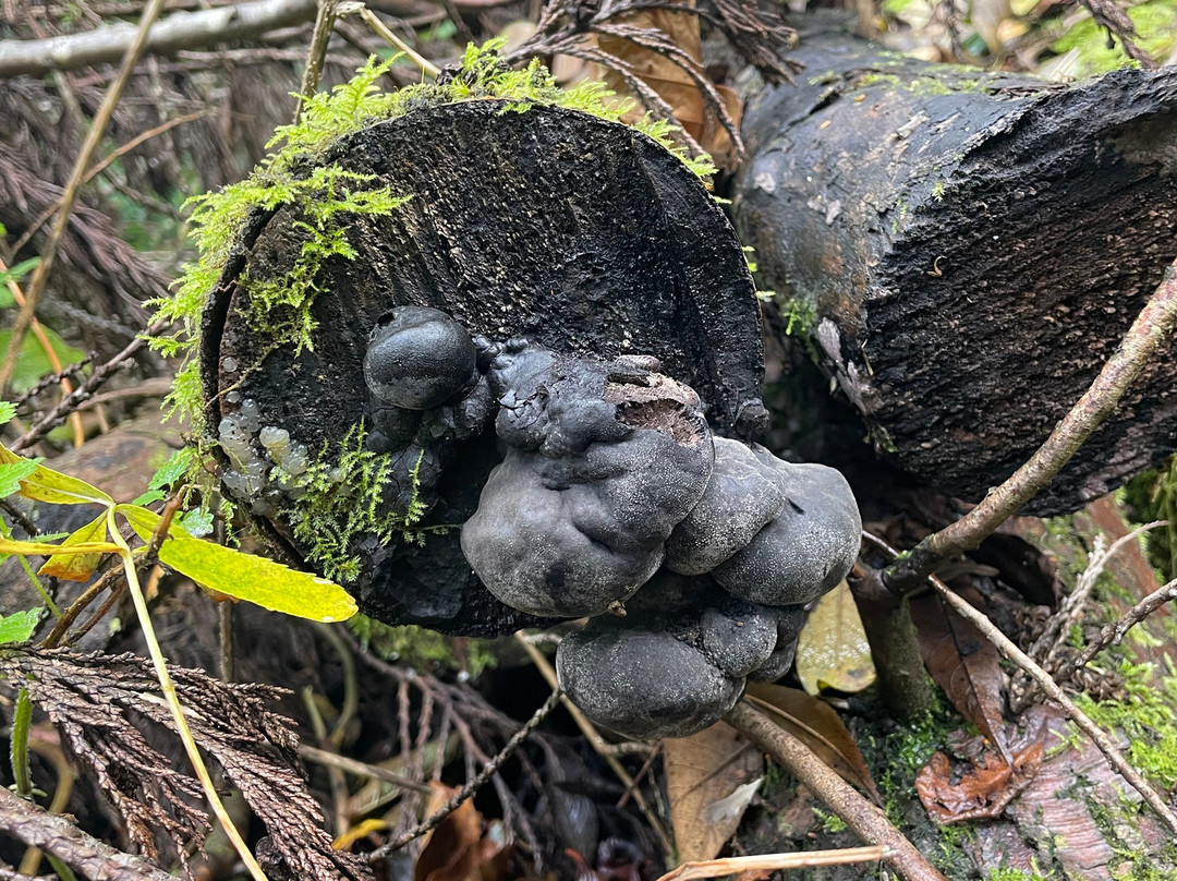 Careys Secret Garden-韦勒姆必去景点