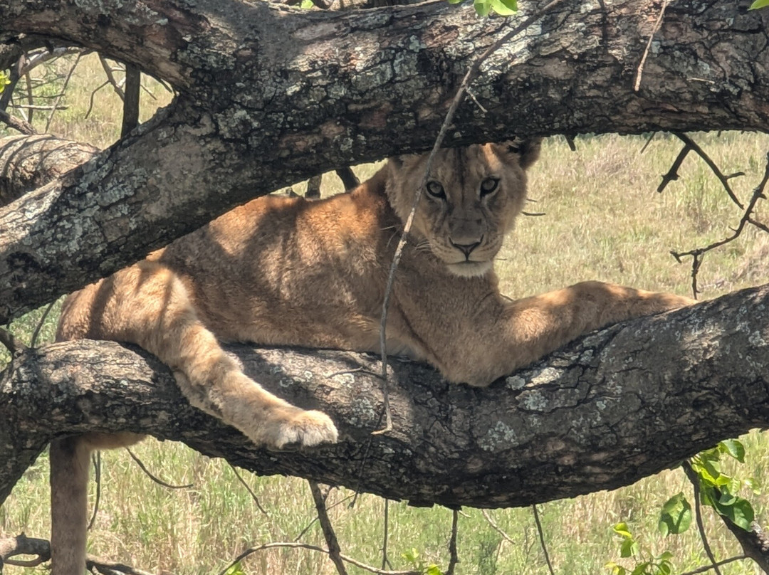 Brilliant Adventures & Safaris-阿鲁沙必去景点