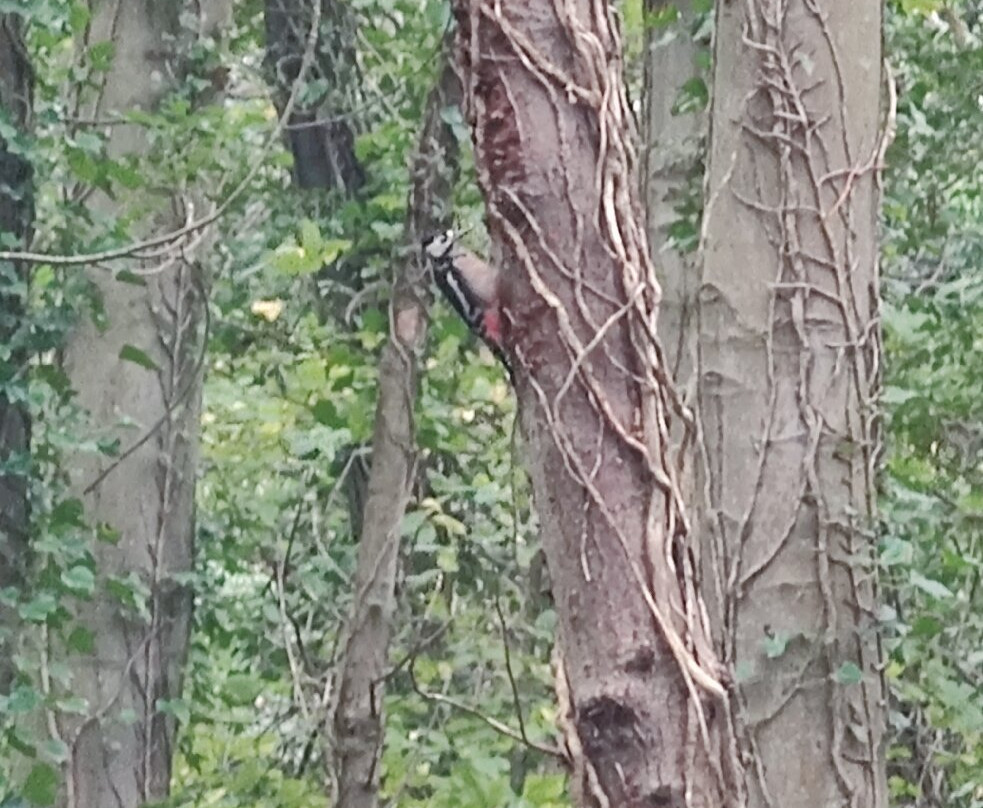 Penrhos Country Park-Holyhead必去景点