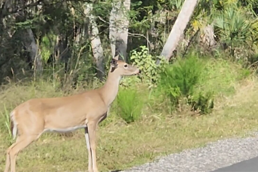 Myakka River State Park-萨拉索塔必去景点