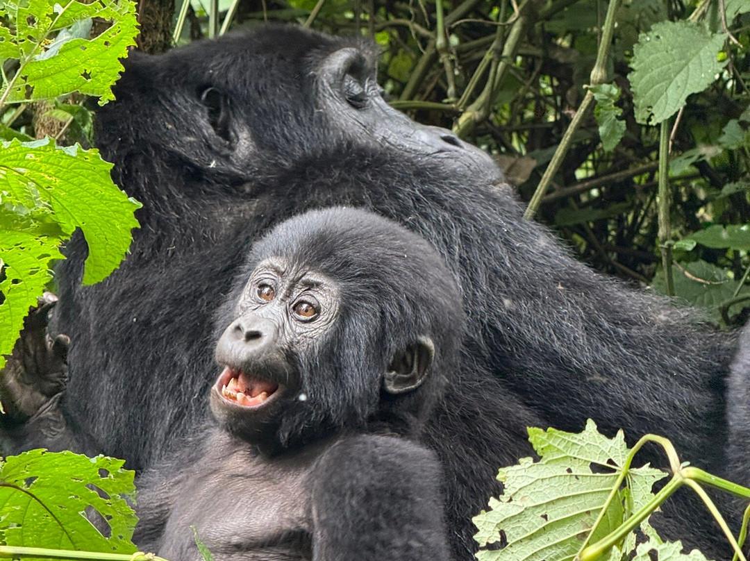 Grassrootz Adventures Uganda-坎帕拉必去景点