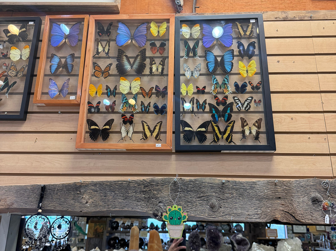 Jim Gray's Petrified Wood Co.-霍尔布鲁克必去景点