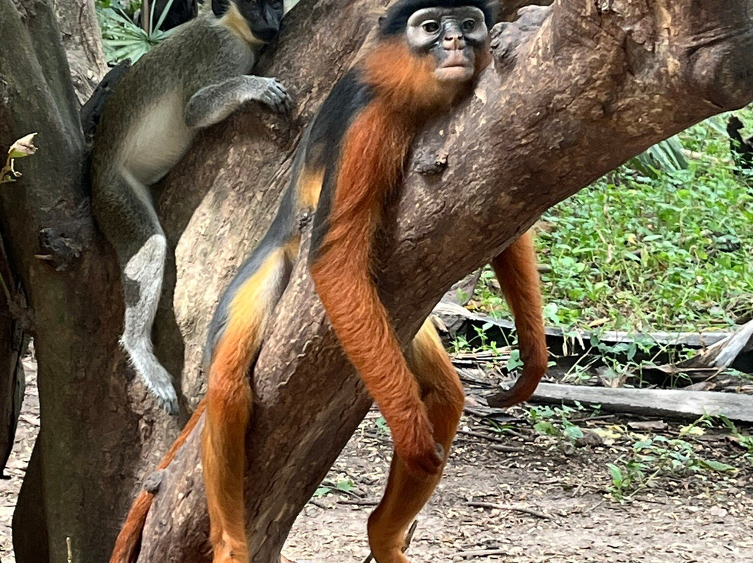 Makasutu Culture Forest-塞瑞库达必去景点