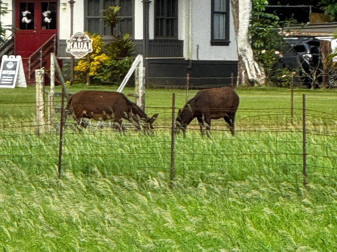 Kauai Plantation Railway-利胡埃必去景点