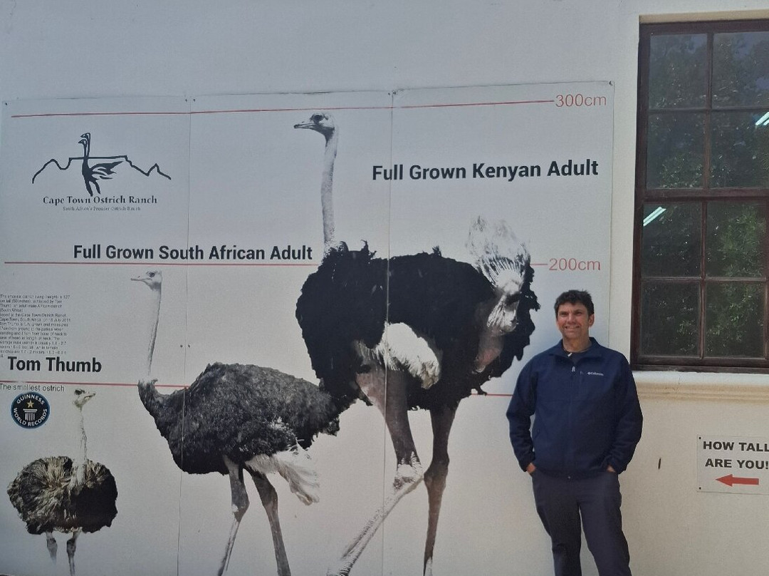 Cape Town Ostrich Ranch-开普敦中心区必去景点