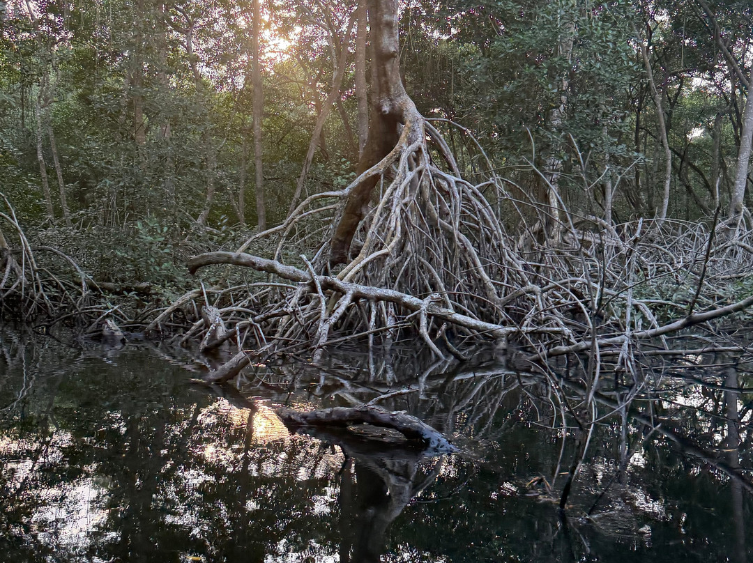 Caroni Swamp-St. Ann's必去景点