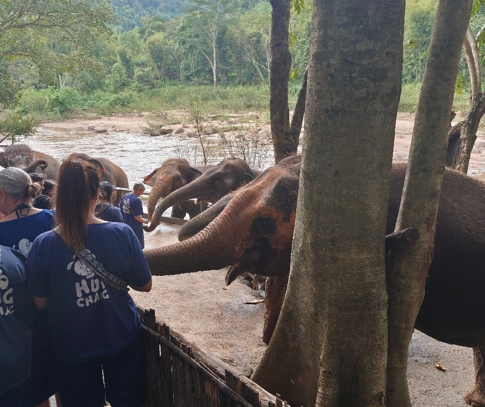 Maetaeng Elephant Park-夜登必去景点